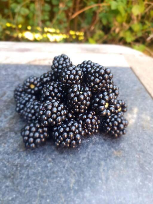 Holiday home Nature Charm & Fruit Delights, Multi-generation Celebratory -try, Relax, Repeat - Sellindge *