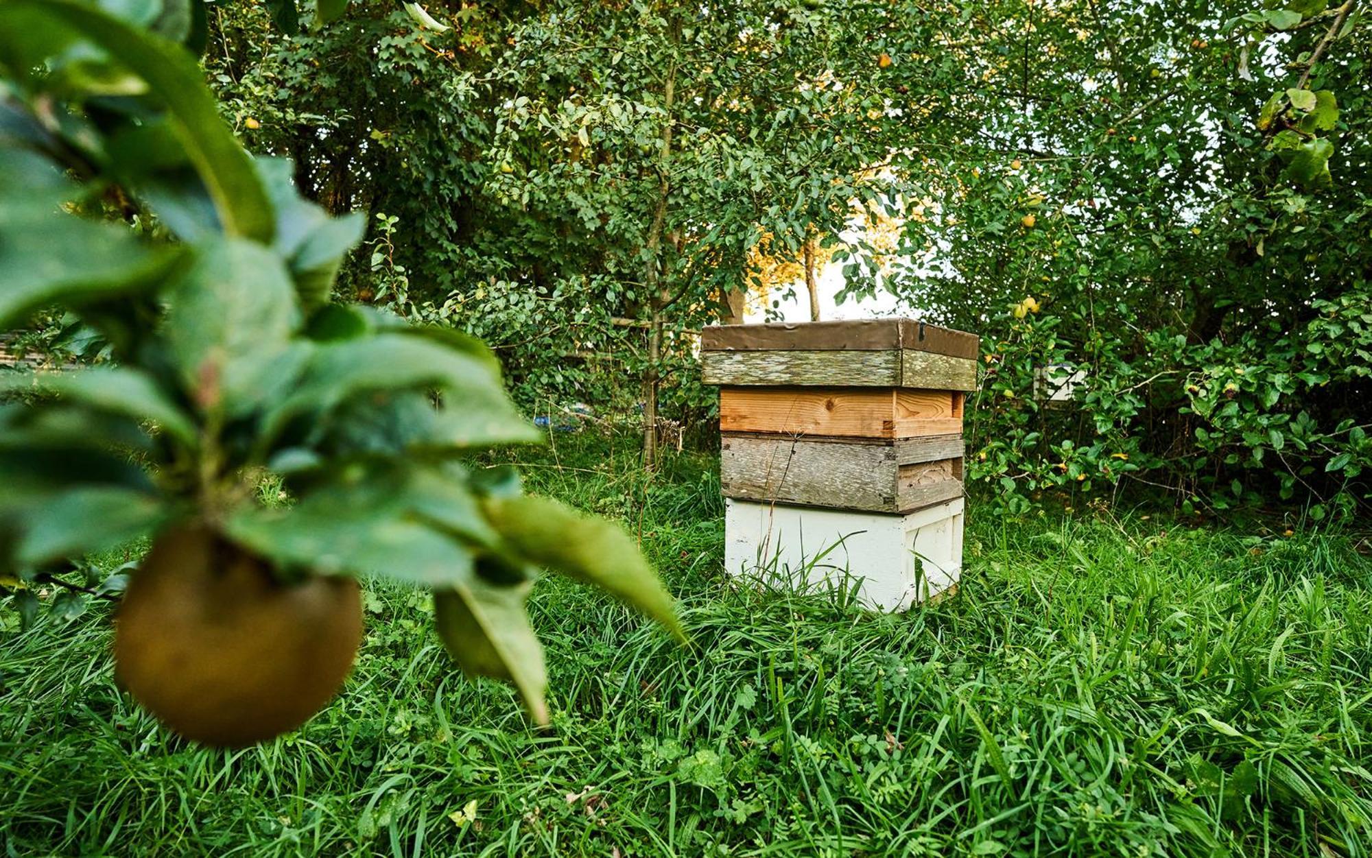 Nature Charm & Fruit Delights, Multi-generation Celebratory -try, Relax, Repeat - Sellindge Holiday home